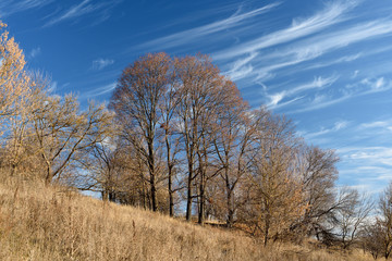 Fototapeta premium Beautiful autumn landscape. Big bare trees on dry hill and floccus clouds on bright blue sky in sunny day