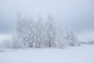 In an open field there is a group of birches covered with a thick layer of frost