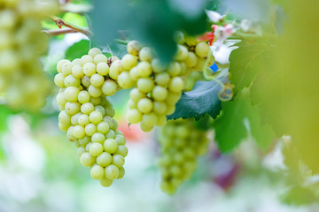 White , green grapes hanging on a bush  vine in the vineyard