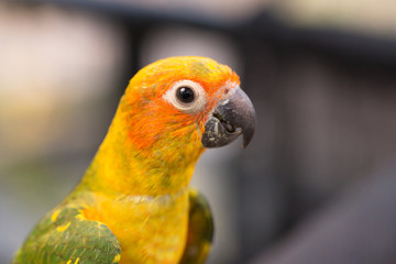 Female Sun Conure (Aratinga solstitialis)