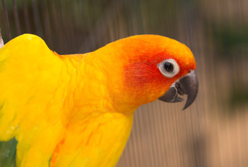 Male Sun Conure (Aratinga solstitialis) in Cage