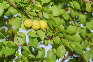 Apricots grow and Mature on a branch in early summer