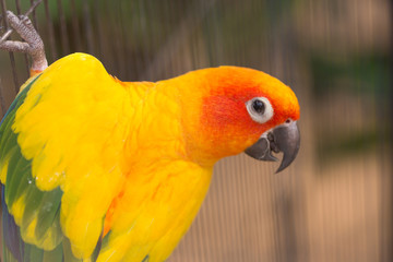 Male Sun Conure (Aratinga solstitialis) in Cage
