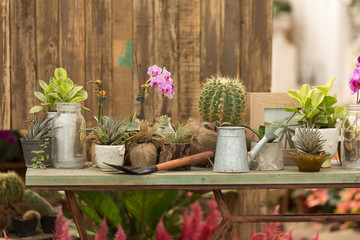 Cactus on Table in Garden
