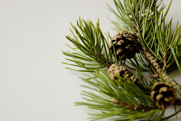 Obraz premium pine branch with cone on isolated white background 