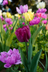 pink tulips in the garden