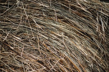 agriculture objects and details concept. Detailed closeup dry of scattered hay