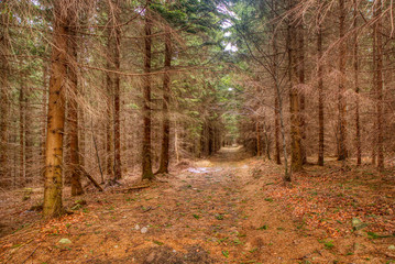 Fall fall trees and conifers in the mountains