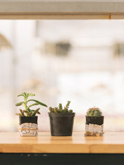 Cactus on Table by Window