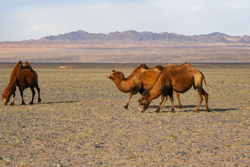 Camels Camelus bactrianus in mongolian steppe