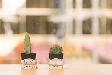 Cactus on Table by Window