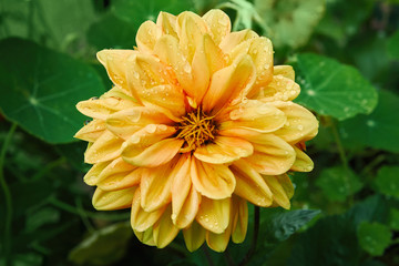 Yellow Dahlia max with drops after the rain in the green garden