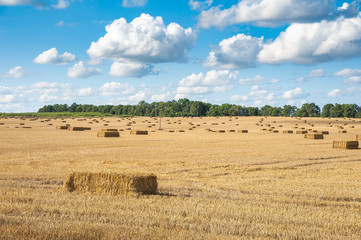 Bales of straw on the field after harvest