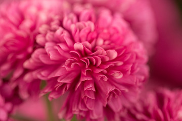 Hot Pink Chrysanthemum Flower in Garden