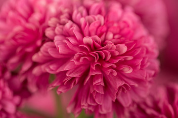 Hot Pink Chrysanthemum Flower in Garden