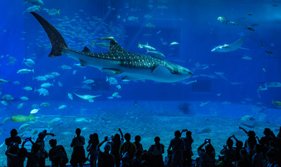 Giant whale shark in Aquarium.