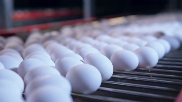 white eggs moving on factory conveyor