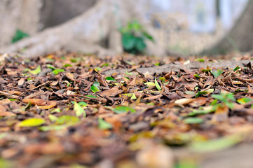 Fallen leaves