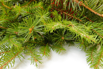 fir tree isolated