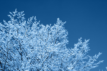 Winter background, brunches in snow on blue sky in classic blue trendy color. Color of the year 2020.