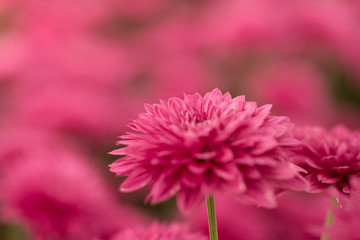 Obraz premium Hot Pink Chrysanthemum Flower in Garden