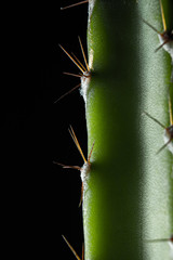 Macro cactus