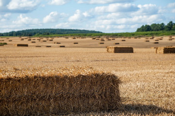 Fototapeta premium Bales of straw on the field after harvest