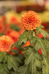 Orange Chrysanthemum Flower in Garden