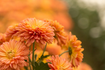 Orange Chrysanthemum Flower in Garden