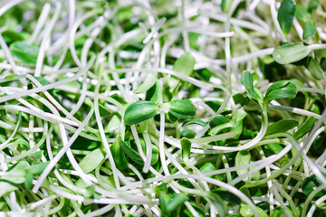 close up green young sunflower sprout