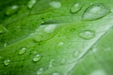 Drop falling from the leaf