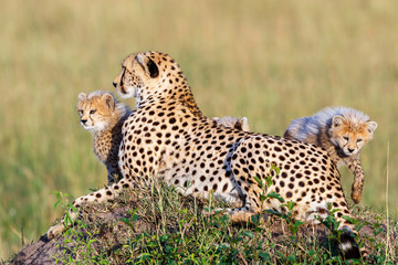 Cheetah with curious cubs in the savannah