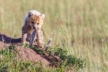 Cute cheetah cub in the savannah and looking at the camera