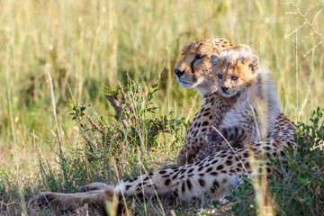 Cheetah with a cub resting in the grass on the savannah