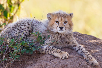 Cheetah cub in the shadow on the African savannah