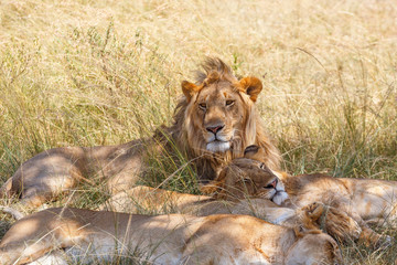 Lion mâle et le reste du troupeau se reposant dans l& 39 herbe