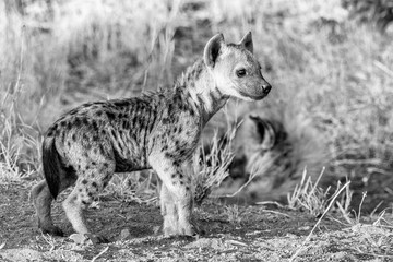Spotted hyena cub at sunset. Monochrome