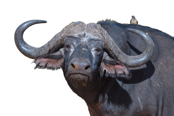 Naklejka premium Cape buffalo, Syncerus caffer, looking at the camera