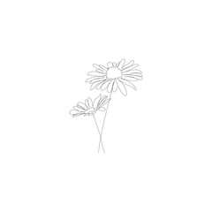 Chamomile continous line drawing