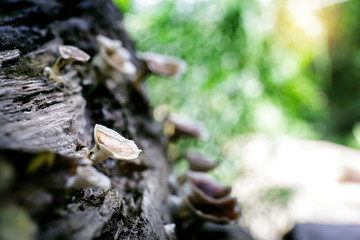 beautiful wild reishi mushroom in rain forest at sunrise