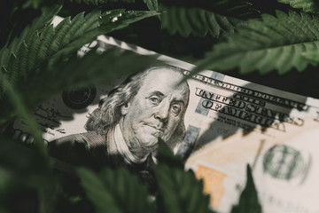 American dollar bill on cannabis leaves. Taxation and marijuana. The economy of hemp industry. Tax...