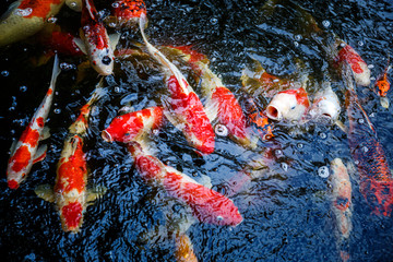 Obraz na płótnie Canvas Beautiful koi fish in the pond
