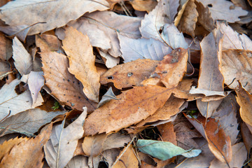 冬の落ち葉　地面　ズーム