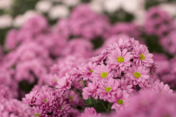 Pink Chrysanthemum Flower in Garden