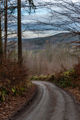 forest road leading downhill in winter