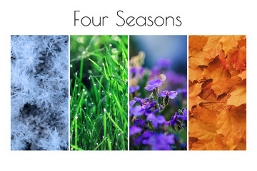 Four seasons concept: Winter, Spring, Summer, Autumn. Collage of snow, grass, flowers and foliage