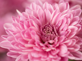 Pink Chrysanthemum Flower in Garden