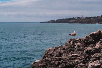 A beautiful look at the blue ocean