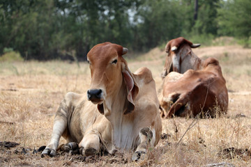 Two cows laying down in the grassland.