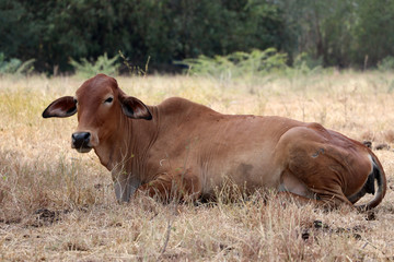 A cow laying down in the grassland.